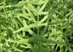 Dre's Dagger Fern ~ Athyrium filix-femina 'Dre's Dagger' 19CM