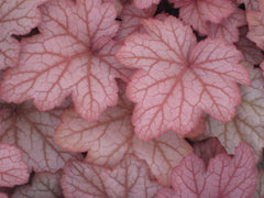Georgia Peach Coral Bells ~ Heuchera x 'Georgia Peach' 19CM