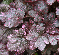 Midnight Rose Coral Bells ~ Heuchera x 'Midnight Rose' 19CM