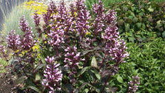 Dark Towers Beardtongue ~ Penstemon x 'Dark Towers' 19CM