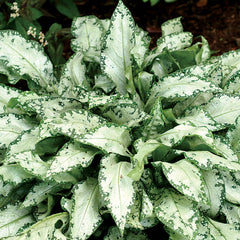 High Contract Lungwort ~ Pulmonaria 'High Contrast' 19CM