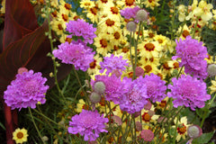 Vivid Violet Pincushion Flower ~ Scabiosa hybrid 'Vivid Violet' 19CM
