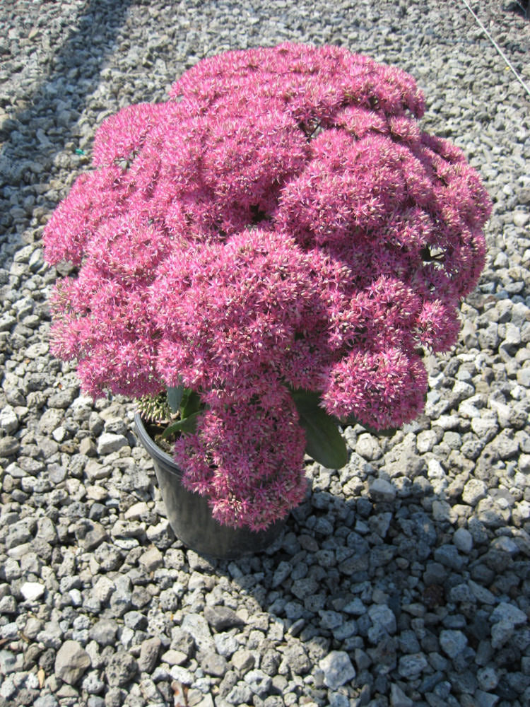 Mr. Goodbud Stonecrop ~ Sedum 19CM