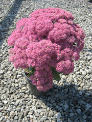 Mr. Goodbud Stonecrop ~ Sedum 19CM