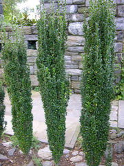 Sky Pencil Japanese Holly ~ Ilex crenata 'Sky Pencil' G3