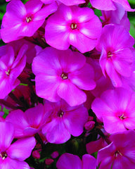 Bubblegum Pink™ Phlox ~ Phlox paniculata 'Ditomfra' 19CM