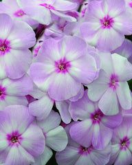 Cotton Candy™ Phlox ~ Phlox paniculata 'Ditomfav' 19CM