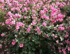 Sweet Sensation Snowberry ~ Symphoricarpos x doorenbosii 'Kolmagics'G3