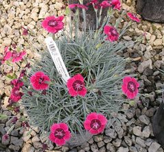 Eastern Star Pinks ~ Dianthus x 'Red Dwarf' 19CM