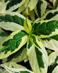 Cool Splash® Dwarf Bush Honeysuckle ~ Diervilla sessilifolia 'LPDC PODARAS' G3