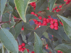 Red Sprite Winterberry ~ Ilex verticillata 'Red Sprite' G3