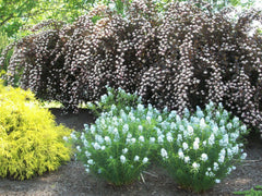 Arkansas Blue Star ~ Amsonia hubrichtii  19CM