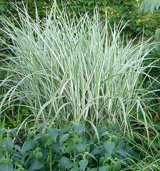 Rigoletto Maiden Grass ~ Miscanthus sinensis ‘Rigoletto’ G3