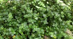 Bowles' Common Periwinkle ~ Vinca minor 'Bowles' G1