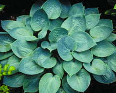 Prairie Sky Plantain Lily ~ Hosta 'Prairie Sky' 19CM