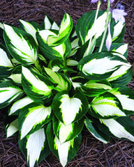 Vulcan Plantain Lily ~ Hosta 'Vulcan' 19CM