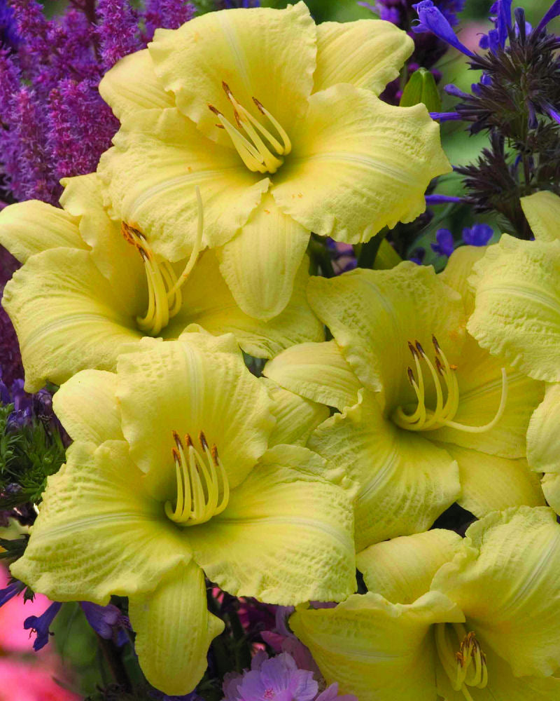 Rainbow Rhythm® Going Bananas Daylily ~ Hemerocallis hybrid 19CM