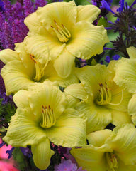 Rainbow Rhythm® Going Bananas Daylily ~ Hemerocallis hybrid 19CM