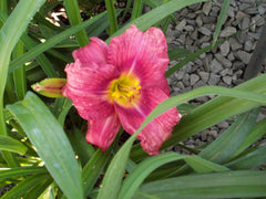 Happy Ever Appster® Rosy Returns Daylily ~ Hemerocallis hybrid G1