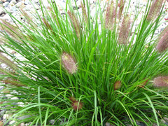Red Head Fountain Grass ~ Pennisetum alopecuroides 'Red Head' 19CM