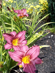 Purple de Oro Reblooming Daylily ~ Hemerocallis 'Purple de Oro' 19CM