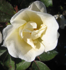 White Knock Out® Rose ~ Rosa 'Radwhite' G3