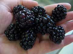 Triple Crown Thornless Blackberry ~ Rubus fruiticosus 19CM