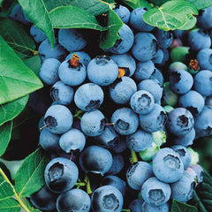 Bluecrop Blueberry ~ Vaccinium corymbosum 'Bluecrop' G3