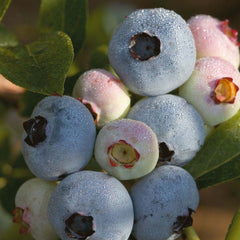 Chandler Midseason Blueberry ~ Vaccinium corymbosum 'Chandler' 19CM