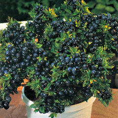 Top Hat Blueberry ~ Vaccinium corymbosum 'Top Hat' G1