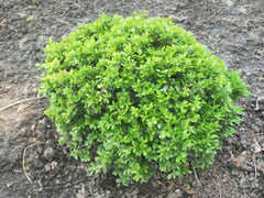 Wee Willie® Korean Boxwood ~ Buxus sinica var. insularis 'Wee Willie' 19CM
