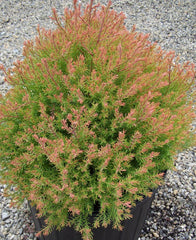 Fire Chief™ Arborvitae ~ Thuja Occidentalis 'Congabe' G3