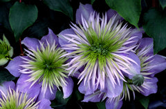 Crystal Fountain™ Clematis ~ Clematis x 'Evipo038' 19CM