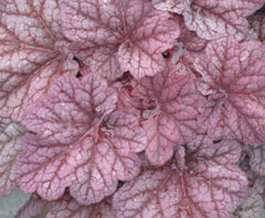 Berry Smoothie Coral Bells ~ Heuchera x 'Berry Smoothie' 19CM