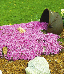 Emerald Pink Spring Phlox ~ Phlox subulata 19CM