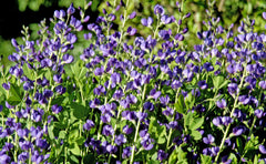 Blue False Indigo ~ Baptisia australis G1