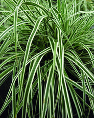 EverColor® Everest Japanese Sedge ~ Carex oshimensis 'Carfit01' 19CM
