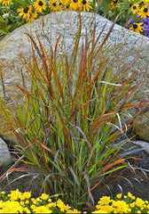 Cheyenne Sky Red Switch Grass ~ Panicum virgatum 'Cheyenne Sky' G3
