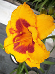Fooled Me Daylily ~ Hemerocallis 'Fooled Me' 19CM