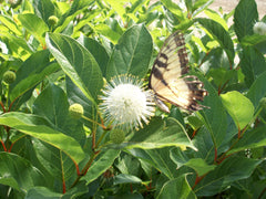 Magical®️ Moonlight Button Bush ~ Cephalanthus occidentalis 'Kolmoon' G3