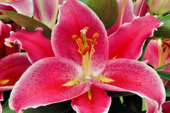 After Eight Lily ~ Lilium 'After Eight' 19CM