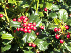 China Dynasty (China China Girl & China Boy) Holly ~ Ilex x meserveae G3
