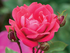 Double Knock Out® Rose ~ Rosa ‘Radtko’ G2