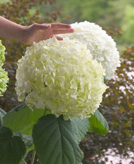 Incrediball® Smooth Hydrangea ~ Hydrangea arborescens 'Abetwo' G1