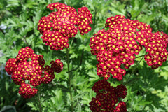 Strawberry Seduction Yarrow ~ Achillea millefolium 'Strawberry Seduction' 19CM