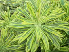 Ascot Rainbow Spurge ~ Euphorbia x martinii 'Ascot Rainbow' 19CM