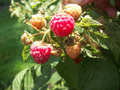 Heritage Everbearing Raspberry ~ Rubus idaeus 'Heritage' 19CM
