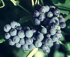Mars Seedless Grape ~ Vitis labrusca 'Mars' 19CM