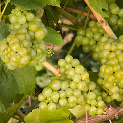 Lakemont Seedless Grape ~ Vitis vinifera 'Lakemont' 19CM