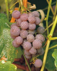 Canadice Seedless Grape ~ Vitis labrusca x vinifera 'Canadice' 19CM